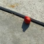sidewalk berry