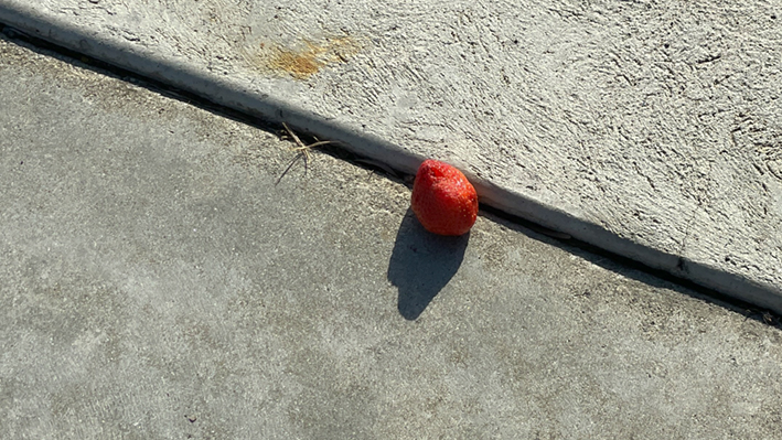 sidewalk berry