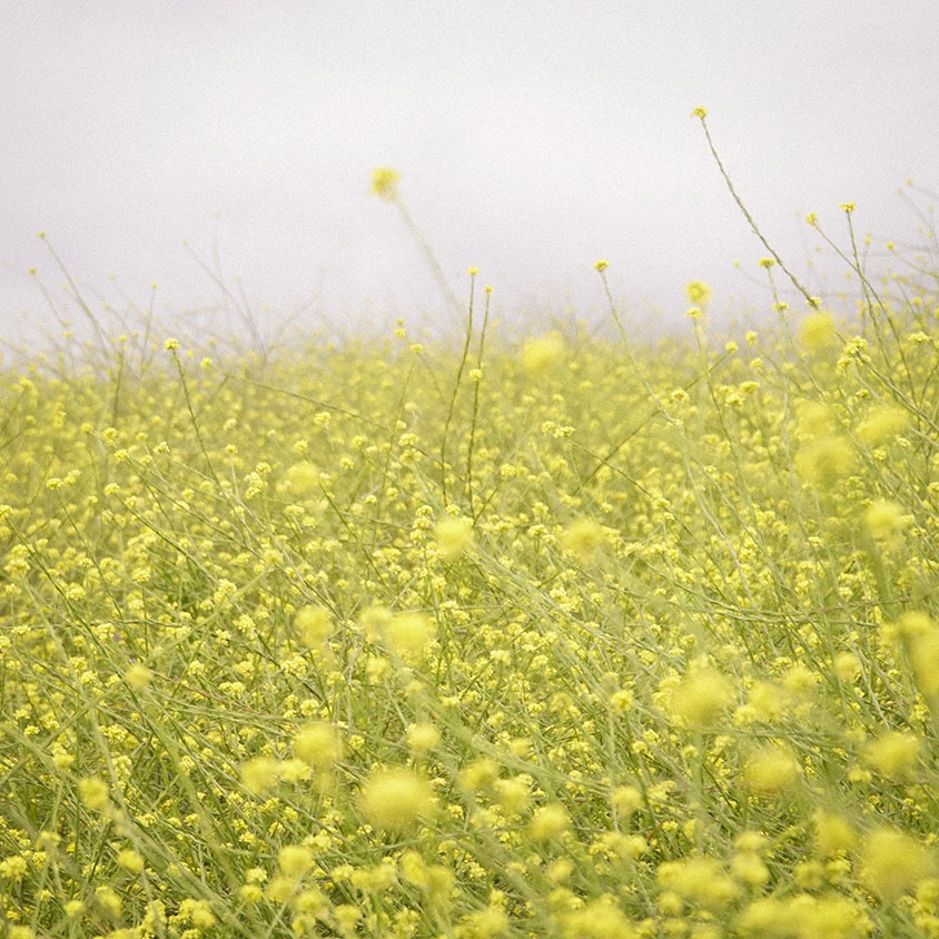 mustard